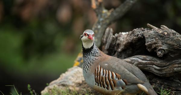 Птицата която може да се похвали че снася най много яйца