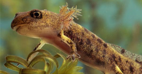 Уникалната способност на саламандъра да възстановява един или дори два