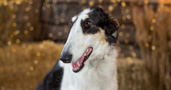 Има пет породи които заемат последно място по интелигентност според