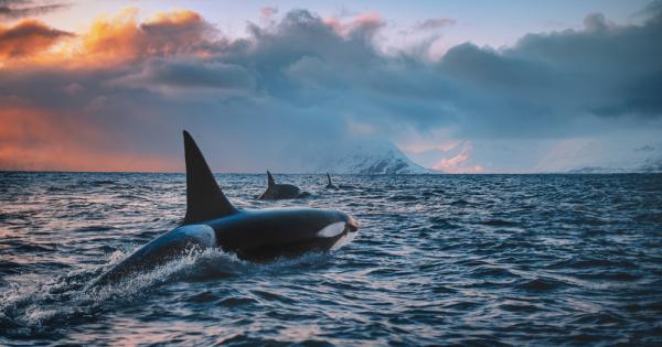 Край бреговете на Мексико група косатки може да е развила