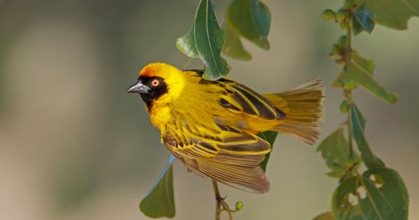 Южноафриканските тъкачи са разпространени из цяла Африка и се славят