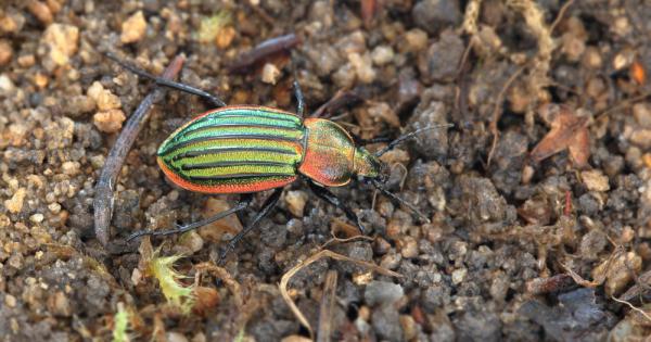 Уж съвсем обикновен бръмбар а всъщност воин в истинска химическа