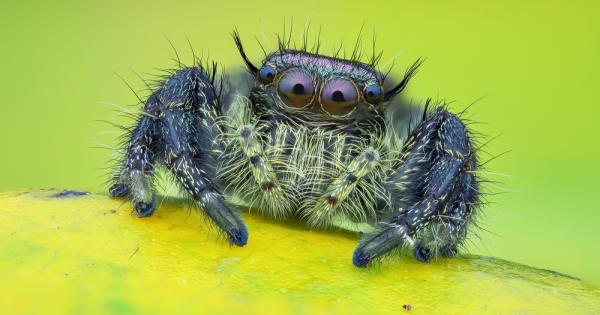 Ново и честно казано очарователно изследване се възползва от прозрачните