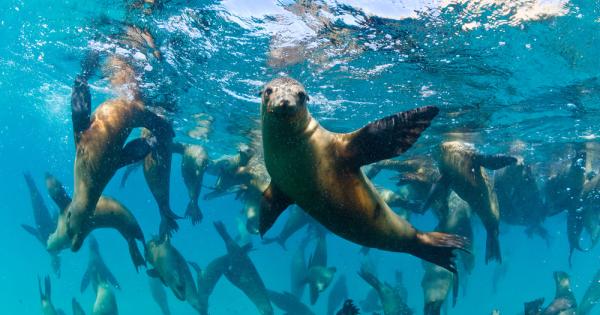 Изследователи използват стандартна боя за коса за да маркират морските