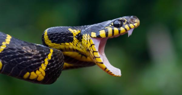 Змиите имат добре развит слух, като могат да чуват и