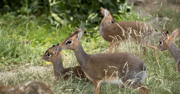 Антилопите са тревопасни чифтокопитни бозайници от семейство Кухороги чиято височина