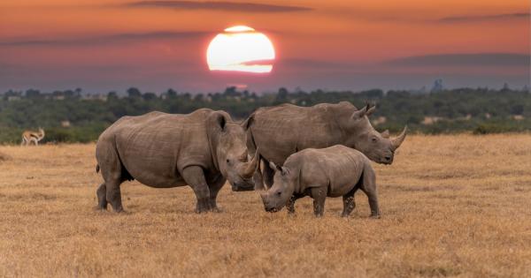 Бракониерството и незаконната търговия с носорози са намалели през последните