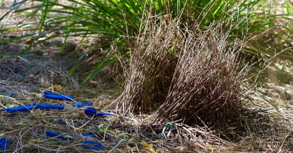 Атлазената беседкова птица е от род средноголеми птици от семейство