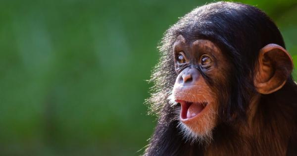 Шимпанзетата участват в различни сфери на живота и могат да