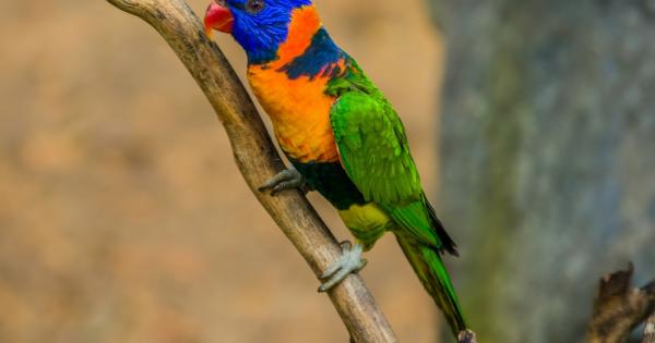 Едва ли може да се намери по пъстро шумно цветно многообразно