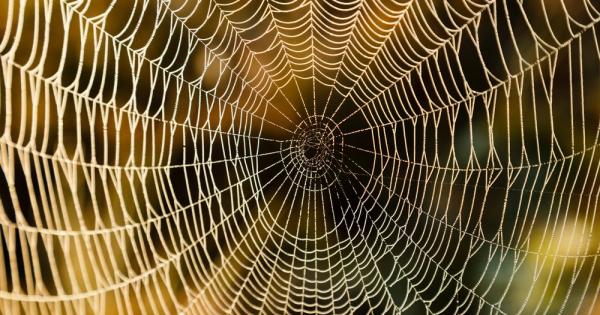 Паяците рядко разчитат на допира за да усетят света около