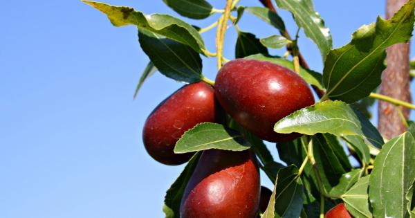 Зърнените храни и зеленчуците са богат източник на калории и