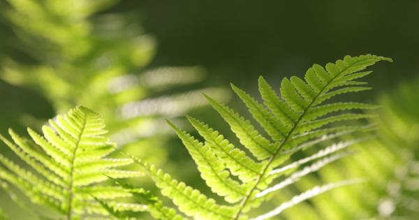 Учени от САЩ са секвенирали генома на папратите който е