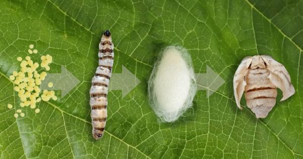 Нановлакната в последно време намират редица приложения вариращи от превръзки