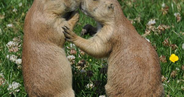 Прерийните кучета произхождат от Северна Америка Те са пухкави гризачи