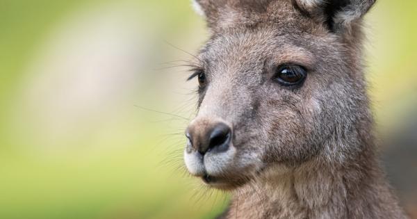 Бозайници живеещи в южната и източната части на Австралия са