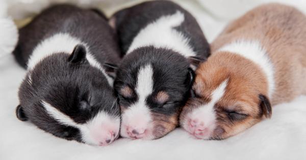 Кученцата притежават потенциала да носят огромна полза на собствениците си