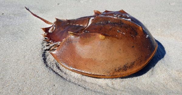 Древно морско животно което живее на източното крайбрежие в САЩ