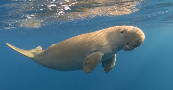 Дюгонът кроткият морски бозайник който от стотици години обитава