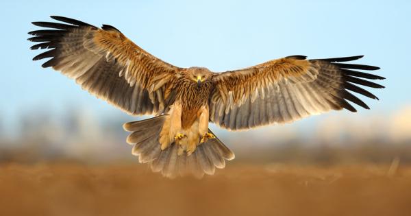 В тежко състояние е намерен царски орел една от