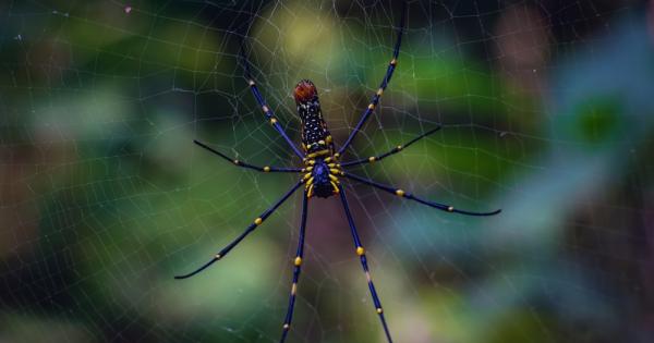 Паяците са впечатляващи по много причини Коприненият паяк е наричан