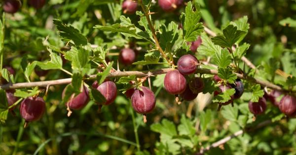 Настъпи сезонът на цариградското грозде Тръпчиво сладките зърна са пълни със