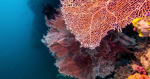 Високите температури по Средиземноморието през това лято унищожиха коралите от