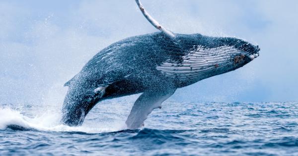 Световните океани могат да бъдат възстановени в рамките на едно