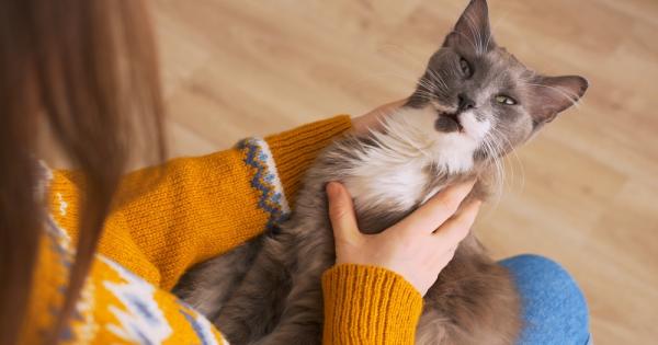 Котките може и да са царе на безразличието но ново