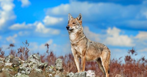 Природозащитната организация WWF изготви първото по рода си проучване за мащаба на