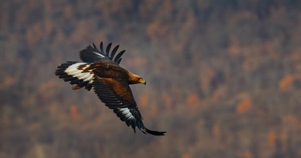 Популациите на редица застрашени животински видове в България са изложени