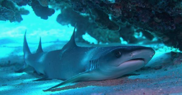 Добре дошли в прекрасния свят на подводните обитатели От тюлени