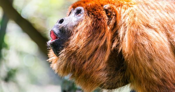 Маймуната ревач е най шумното сухоземно животно със своя оглушителен крясък