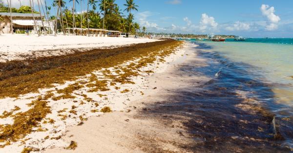 Рекордно количество водорасли задушават карибските брегове от Пуерто Рико до