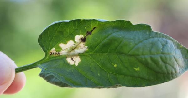 През последните 10 години доматеният листоминиращ молец се превърна в