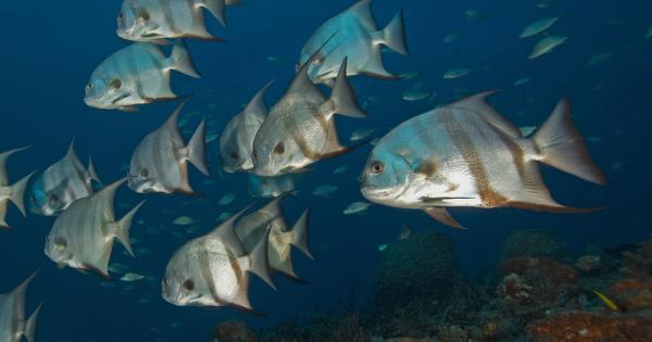 Учени се опитват са разгадаят необичайното поведение на екземпляри от