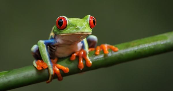 Застрашени от изчезване са 41 процента от земноводните животни заради