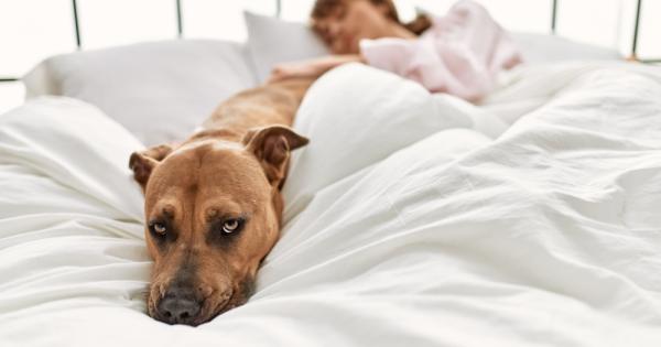 Вашето куче може да разбере кога сте стресирани тъй като