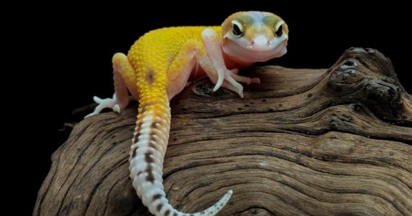 Учени от университета на Мериленд са открили скрит сетивен талант