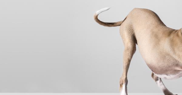 Учени откриха вкаменелости на животни с опашки датирани отпреди стотици