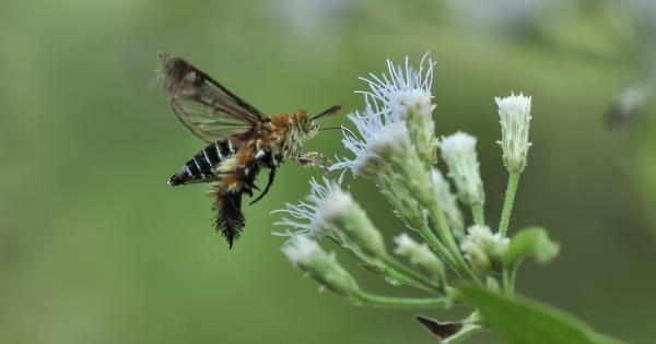 Нов вид пеперуда е открит в дом в Уелс на