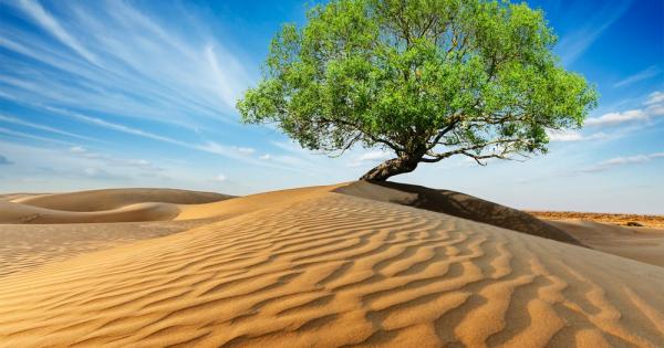 Много отдавна в далечна пустиня растяло чудно дърво Хората рядко