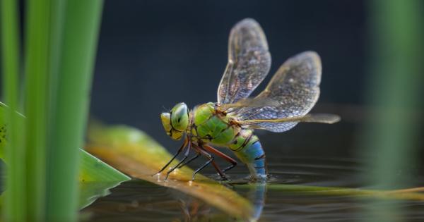 Крилата на първите животни летели на Земята е възможно да