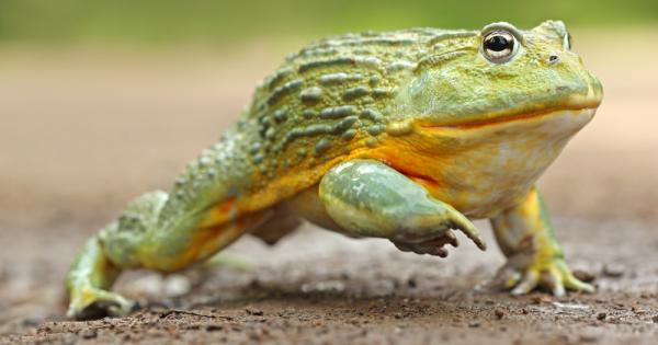 Африканска жаба бик Pyxicephalus adspersus е вид жаба от семейство