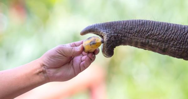 Един леко претенциозен слон от Берлинската зоологическа градина се научи