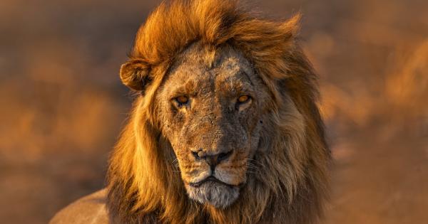 Учени демонстрираха как нашествието на инвазивен вид мравки е нарушило