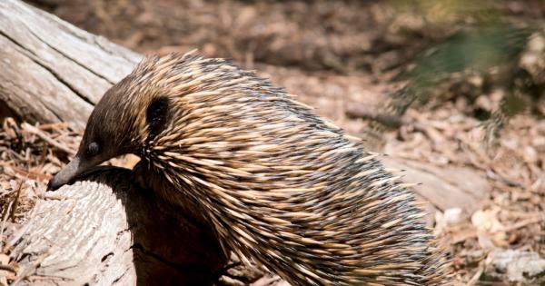Учени откриха отново отдавна невиждан вид бозайник с бодли на