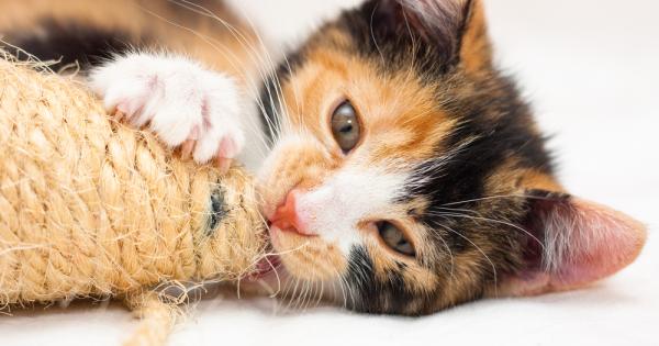 Знаете ли че котките със специфичната окраска калико са почти