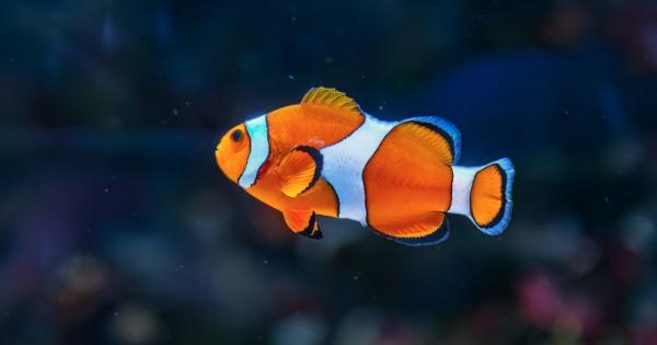 Японски и китайски биолози установиха че рибите клоуни от вида