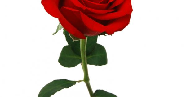 Вместо да се оплакваш че розовият храст е пълен с